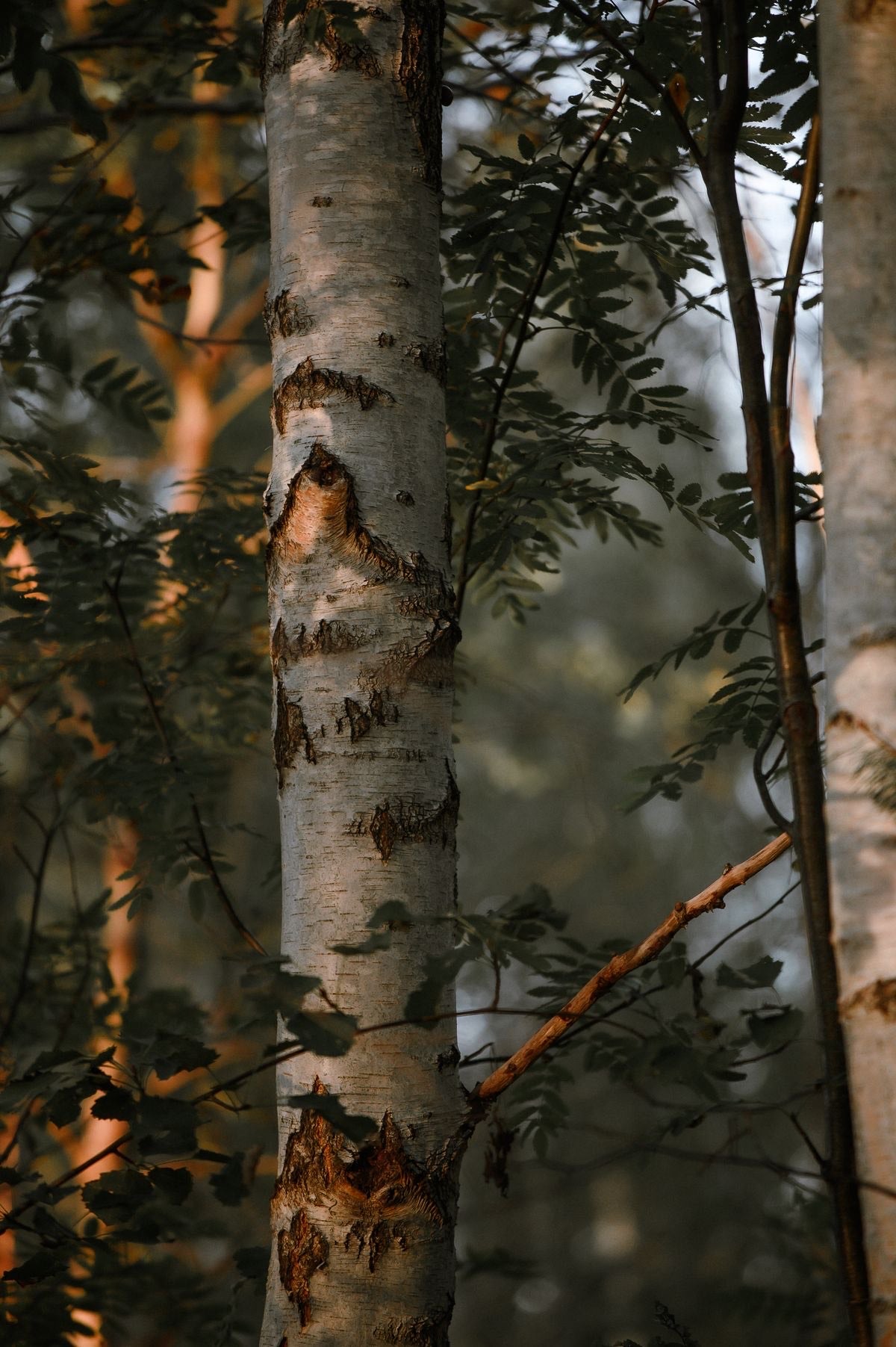 Birchwood Pine 8oz Candle