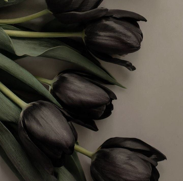 Black Tulip 8oz Candle